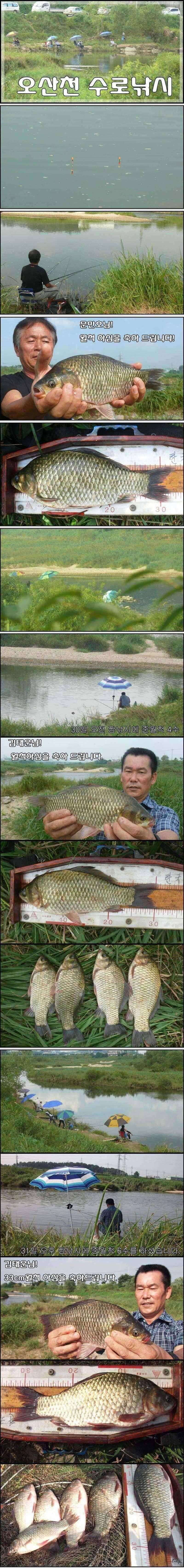 오산천가을맞이 월척들 (조황조행기 - 특파원조황)
