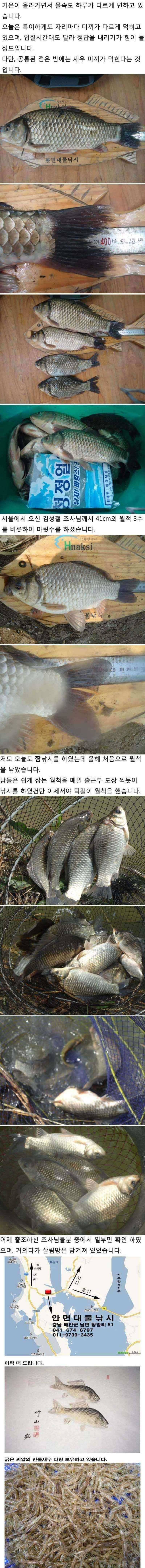 419 부남호 주중 조황 안내 (조황조행기 - 특파원조황)