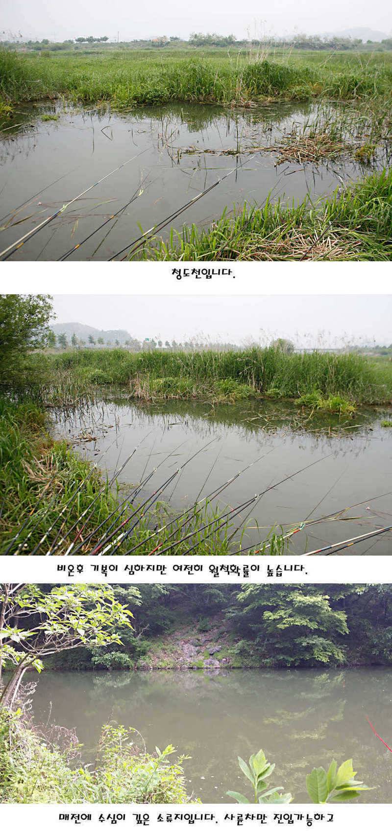 청도권 지난주 조황정보 (조황조행기 - 특파원조황)