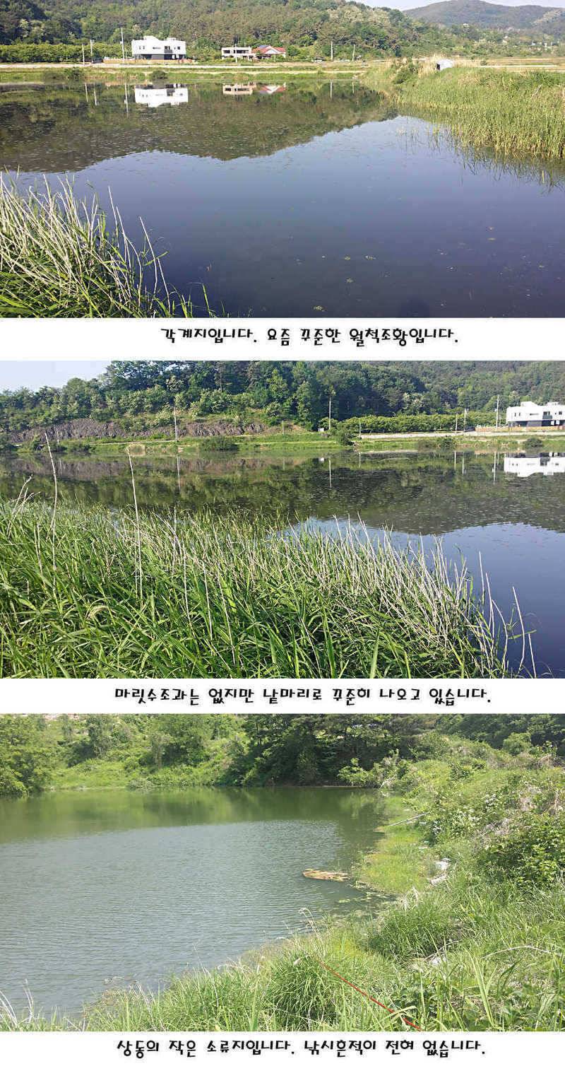 청도권 지난주 조황정보 (조황조행기 - 특파원조황)