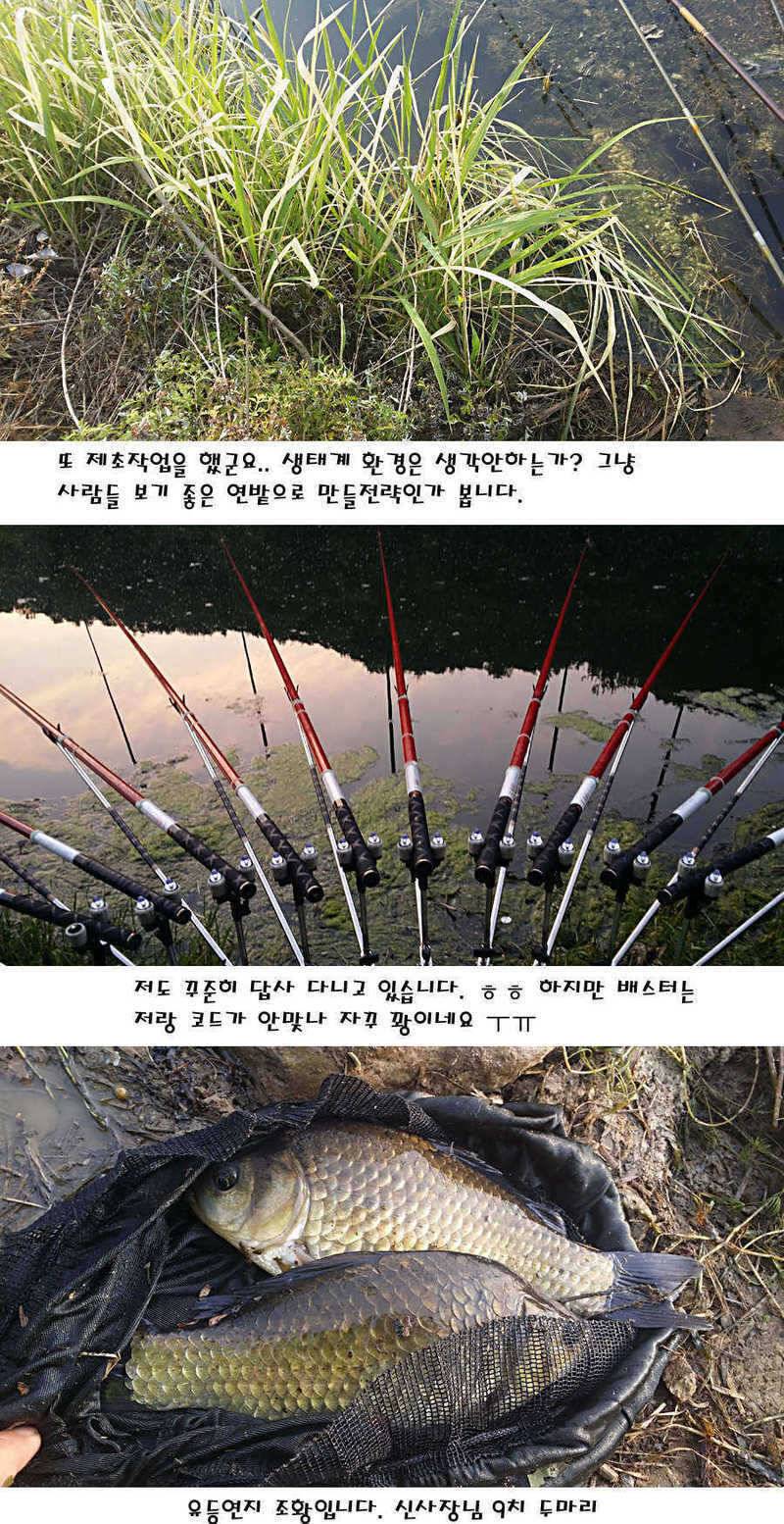 청도권 지난주 조황정보 (조황조행기 - 특파원조황)