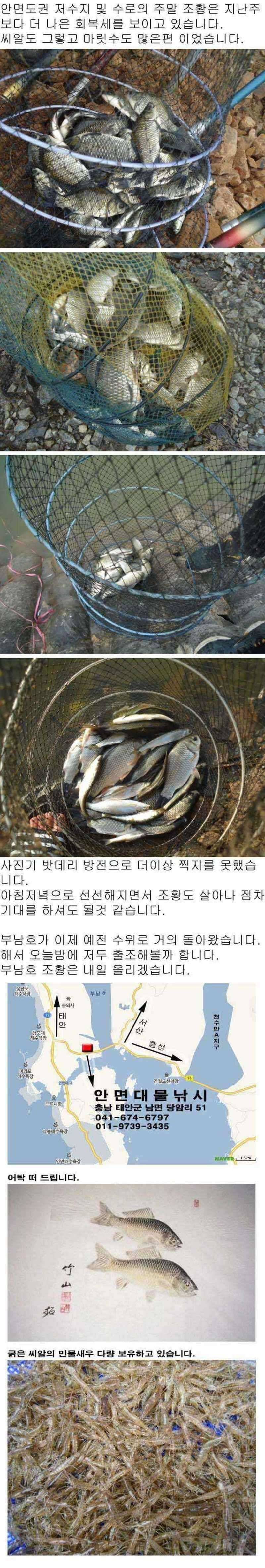 99 안면도권 저수지 및 수로 주말 조황 (조황조행기 - 특파원조황)