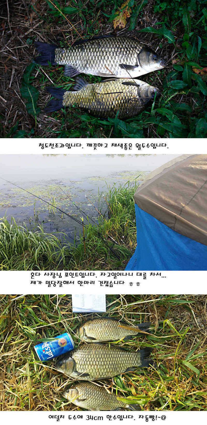 청도권 지난주 조황정보 (조황조행기 - 특파원조황)