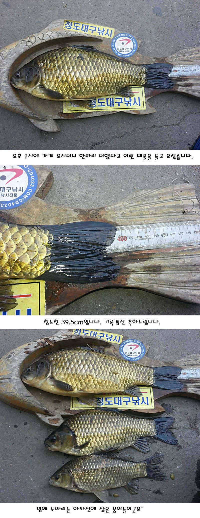 청도권 지난주 조황정보 (조황조행기 - 특파원조황)