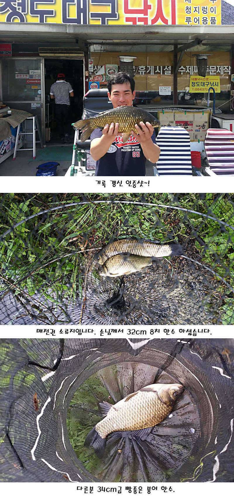 청도권 지난주 조황정보 (조황조행기 - 특파원조황)