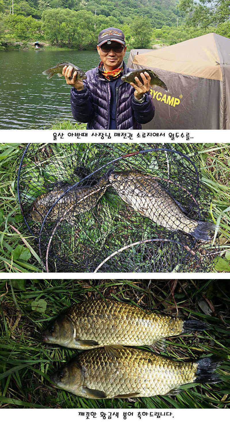 청도권 지난주 조황정보 (조황조행기 - 특파원조황)