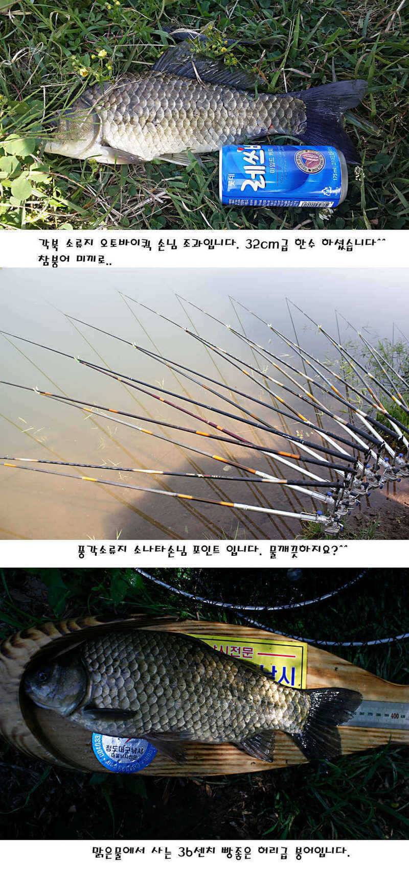 청도권 지난주 조황정보 (조황조행기 - 특파원조황)