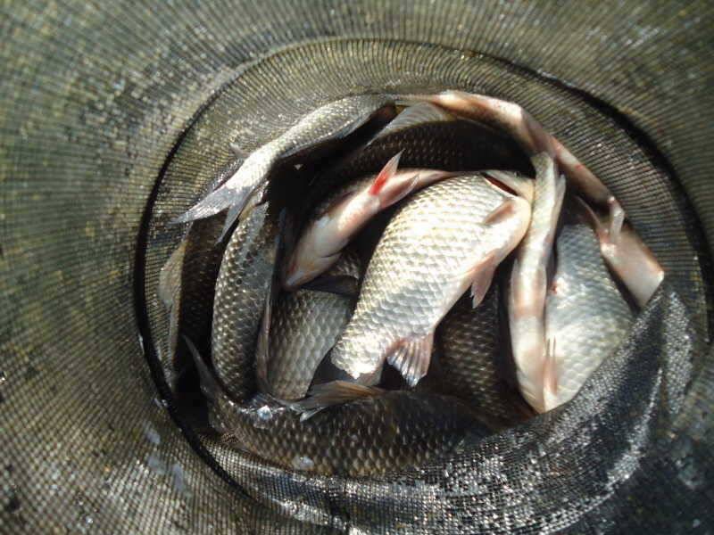 115 부남호 오랫만에 맛 본 관고기 조황 (조황조행기 - 특파원조황)