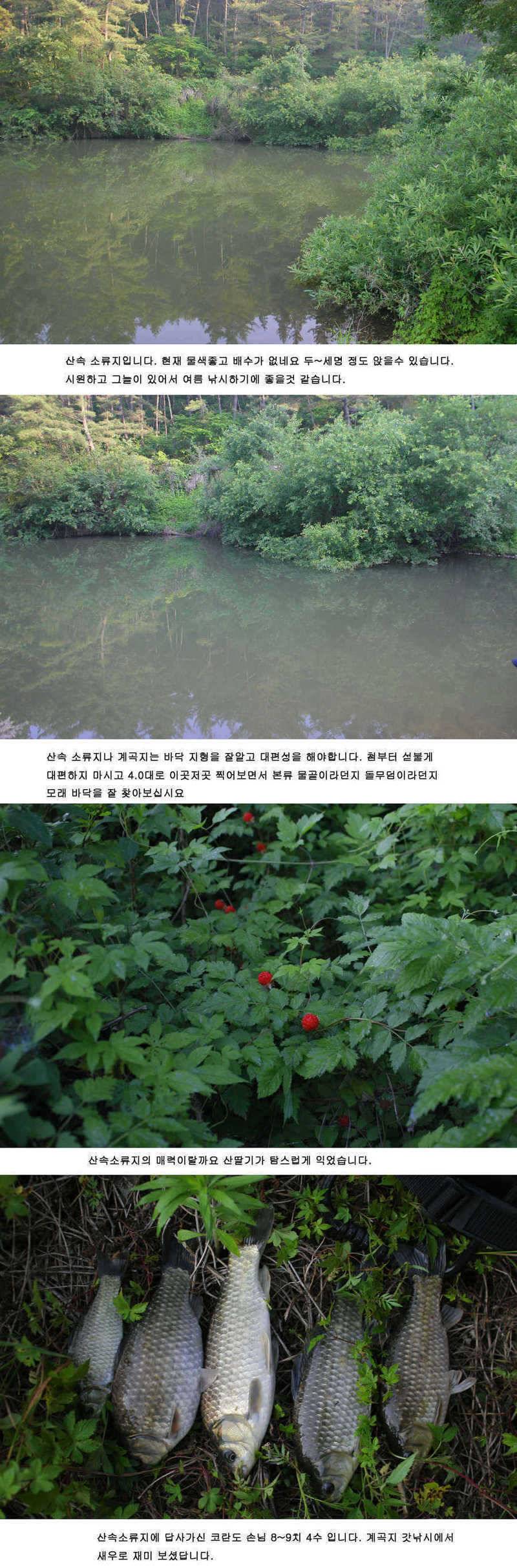 청도권주중 조황 3541cm (조황조행기 - 특파원조황)