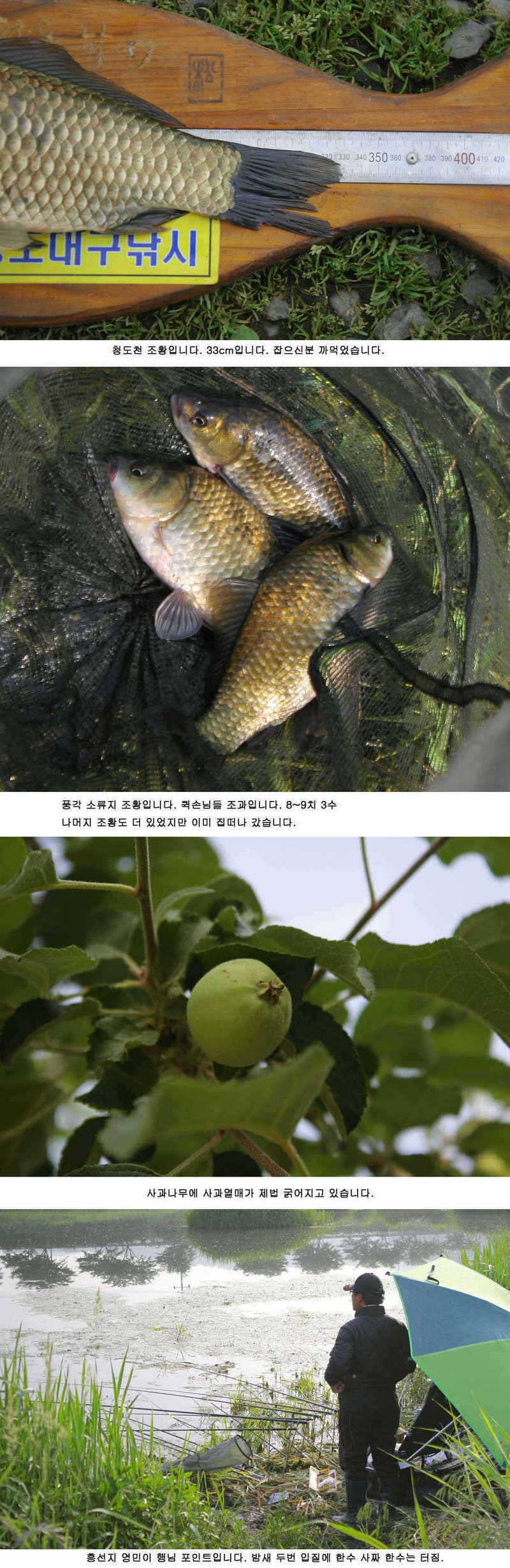 청도권주중 조황 3541cm (조황조행기 - 특파원조황)