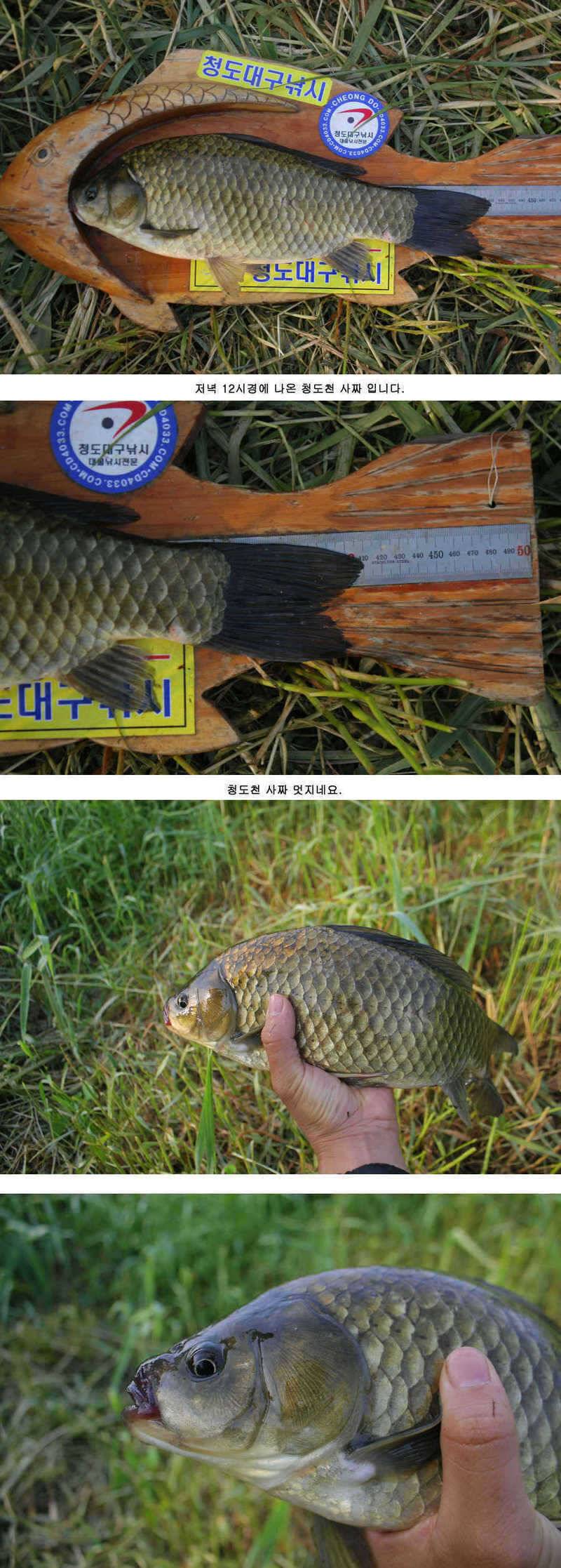 청도권주중 조황 3541cm (조황조행기 - 특파원조황)