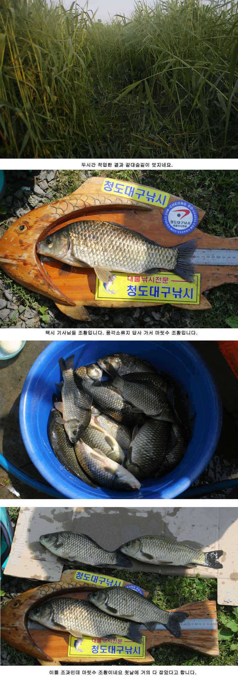 청도권주중 조황 3541cm (조황조행기 - 특파원조황)