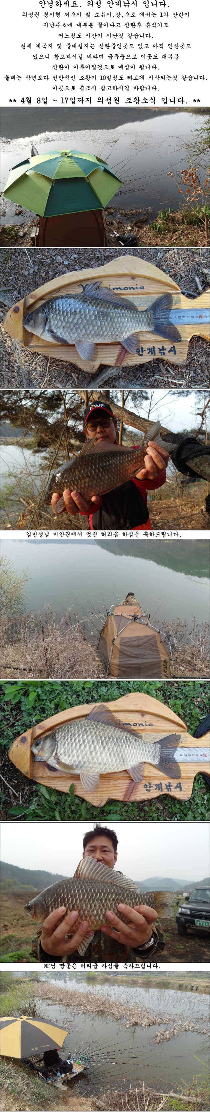 4월8일17일 허리급월척 마릿수 조황 (조황조행기 - 특파원조황)