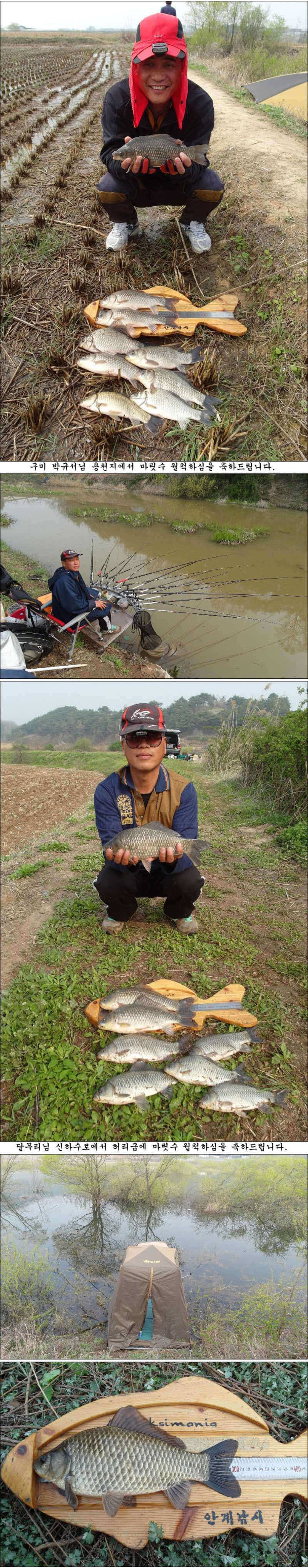 4월8일17일 허리급월척 마릿수 조황 (조황조행기 - 특파원조황)
