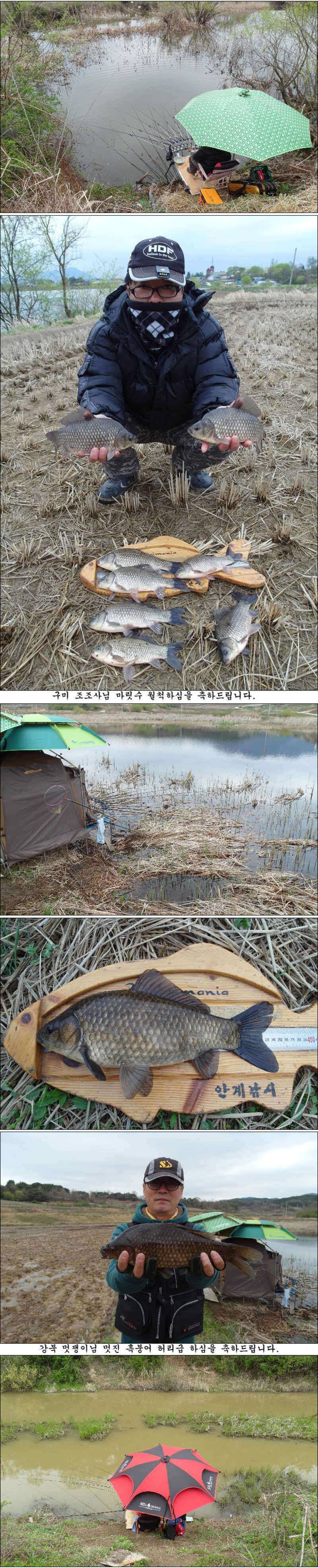 4월8일17일 허리급월척 마릿수 조황 (조황조행기 - 특파원조황)