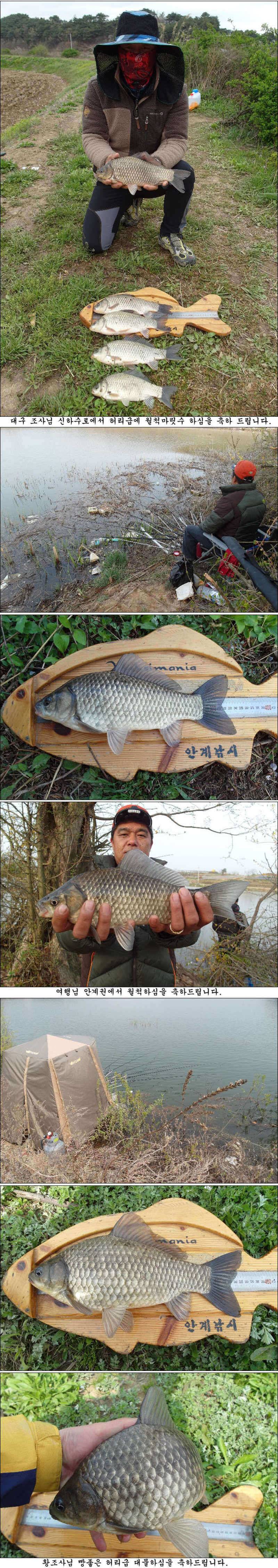 4월8일17일 허리급월척 마릿수 조황 (조황조행기 - 특파원조황)