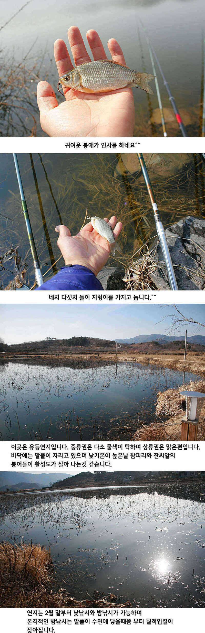 청도권 물낚시 시즌 오픈 (조황조행기 - 특파원조황)