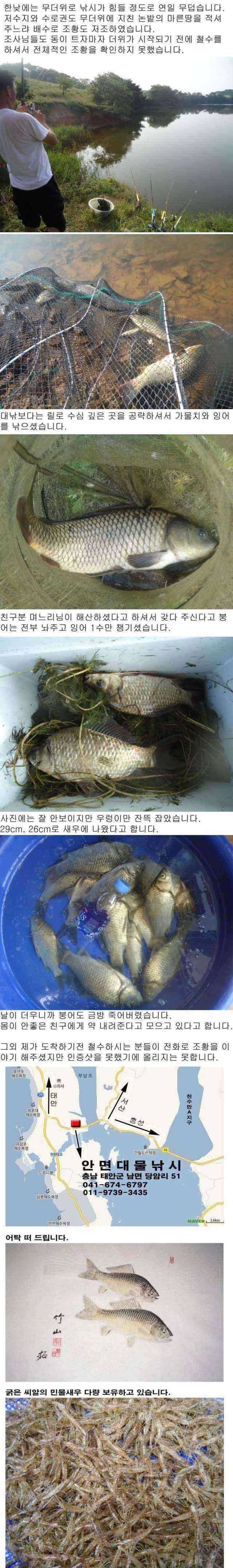 안면도권 저수지 및 수로 주말 조황 안내 (조황조행기 - 특파원조황)