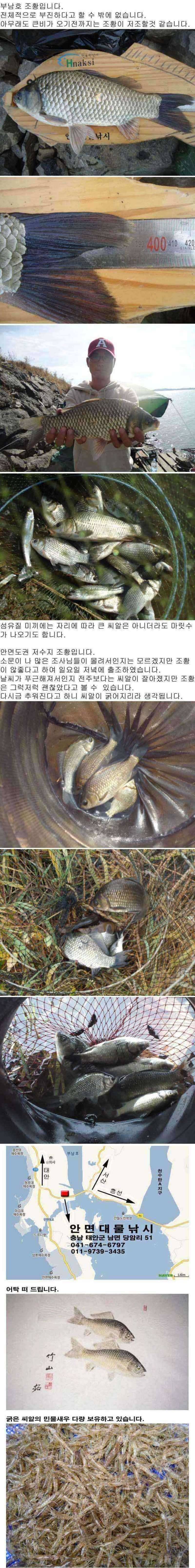 안면도권 저수지 및 수로 부남호 주말 조황 안내 (조황조행기 - 특파원조황)