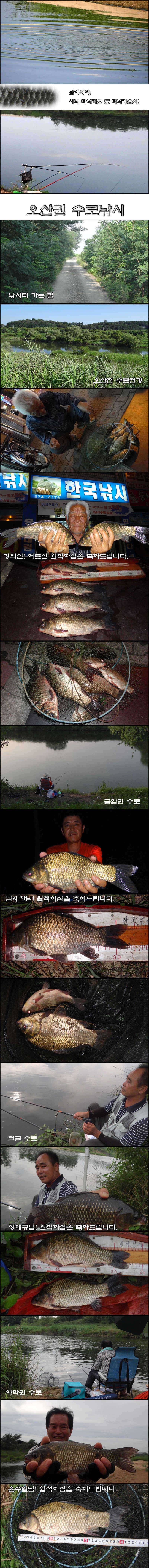 오산천 “휴가에서 돌아온 월척붕어들” (조황조행기 - 특파원조황)