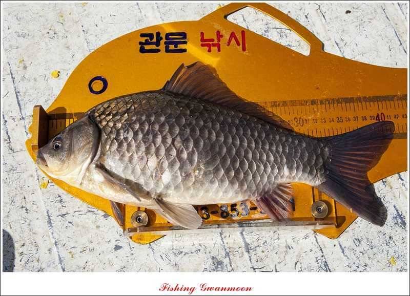 칠성지 사짜 대박 (조황조행기 - 특파원조황)