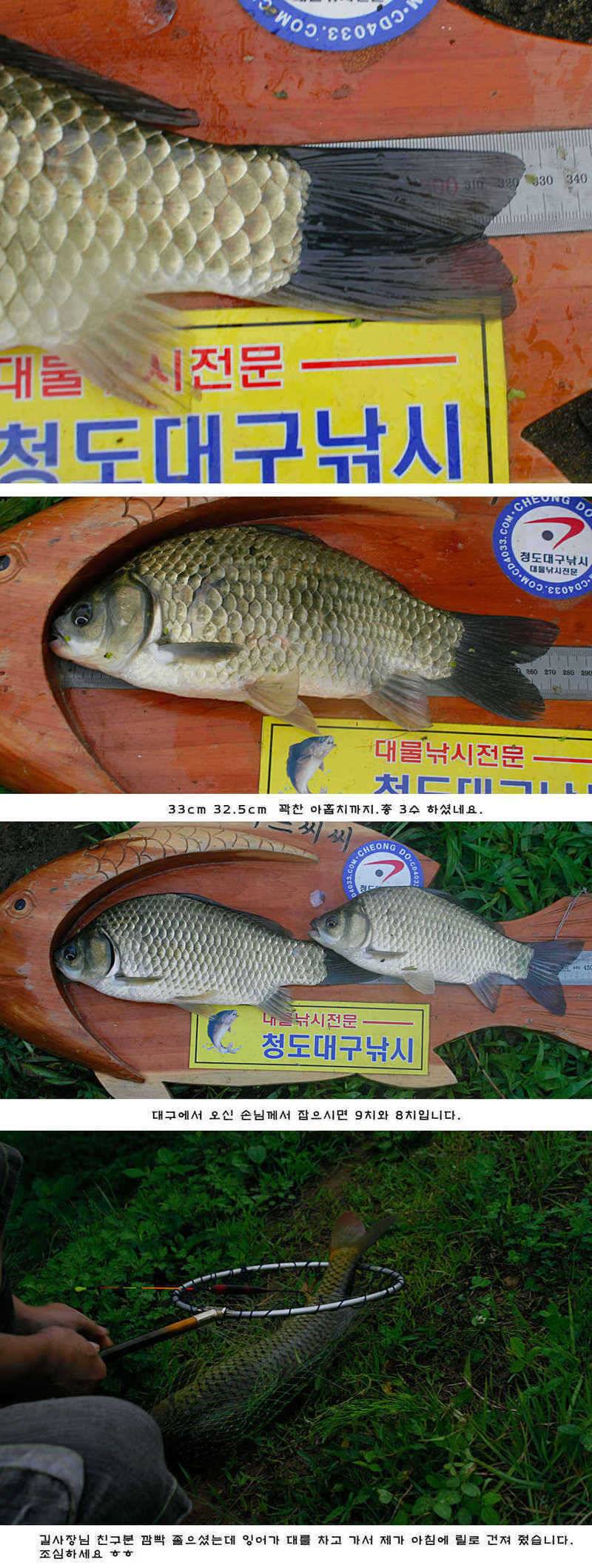 청도권 오름수위 최고의 호조황 (조황조행기 - 특파원조황)