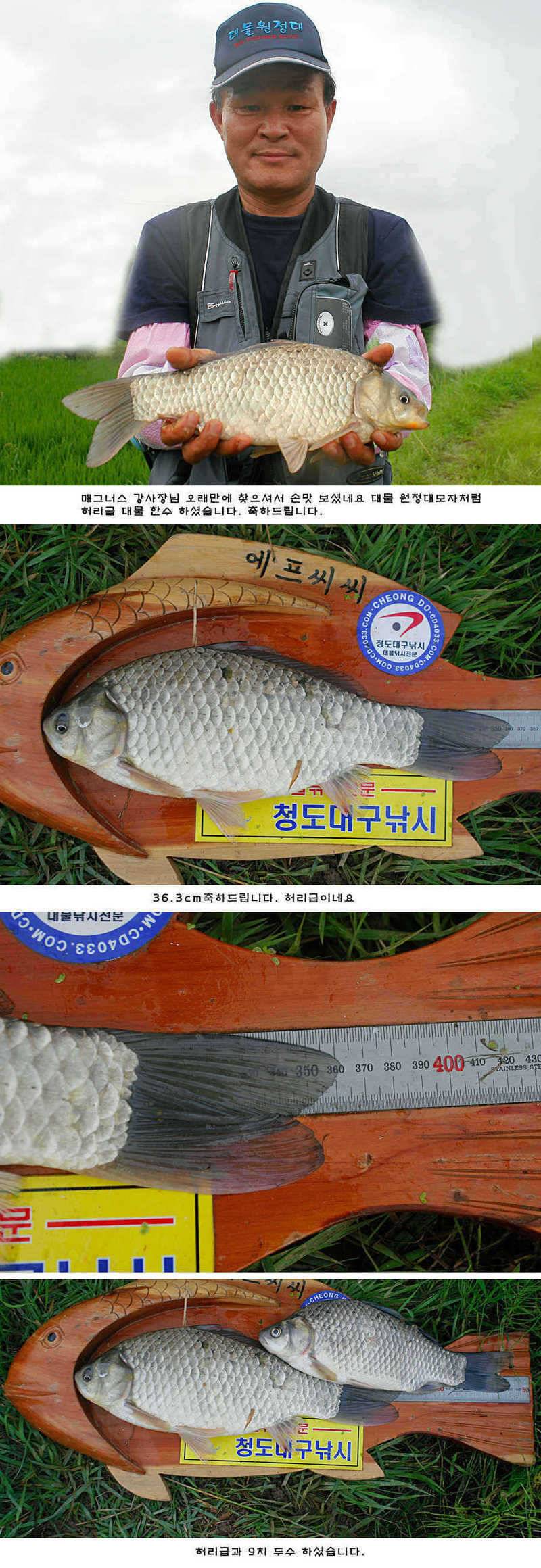 청도권 오름수위 최고의 호조황 (조황조행기 - 특파원조황)