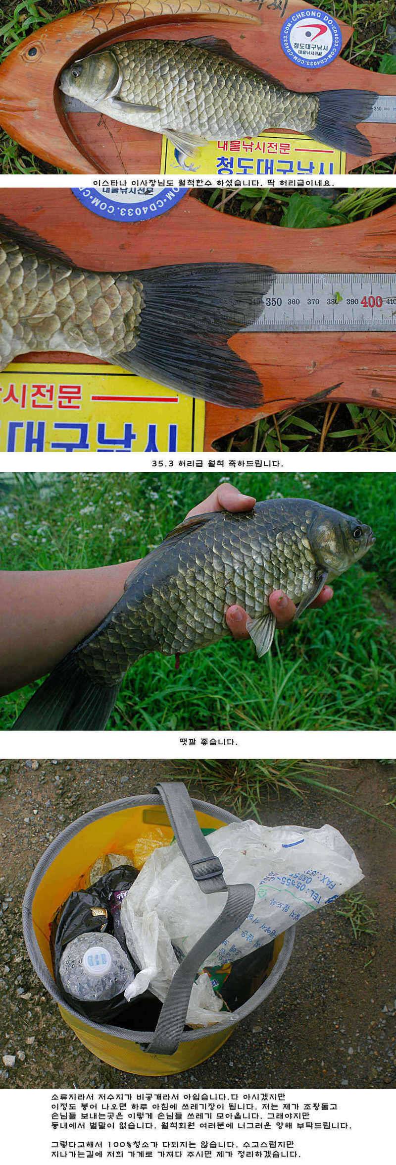 청도권 오름수위 최고의 호조황 (조황조행기 - 특파원조황)