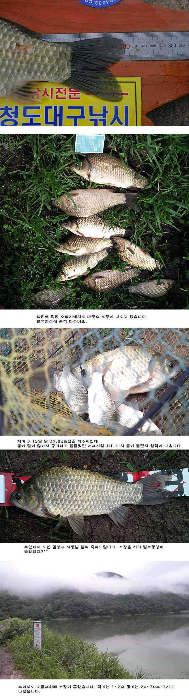 청도권 오름수위 최고의 호조황 (조황조행기 - 특파원조황)