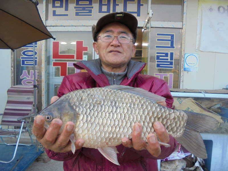 224 부남호 43cm 대물붕어 조황 (조황조행기 - 특파원조황)