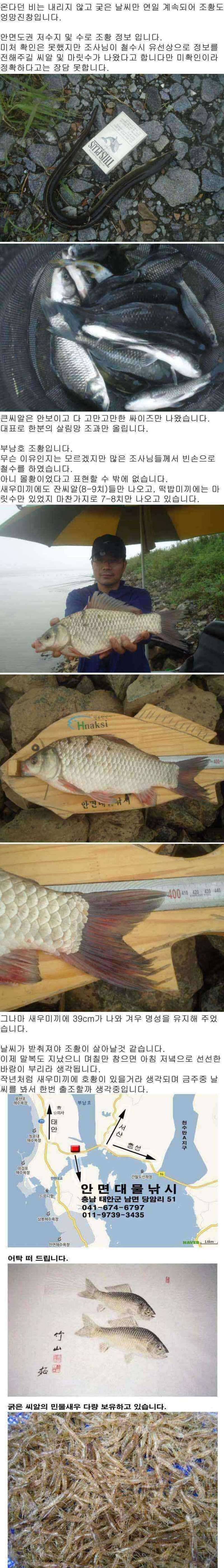 안면도권과 부남호 주말 조황 안내 (조황조행기 - 특파원조황)