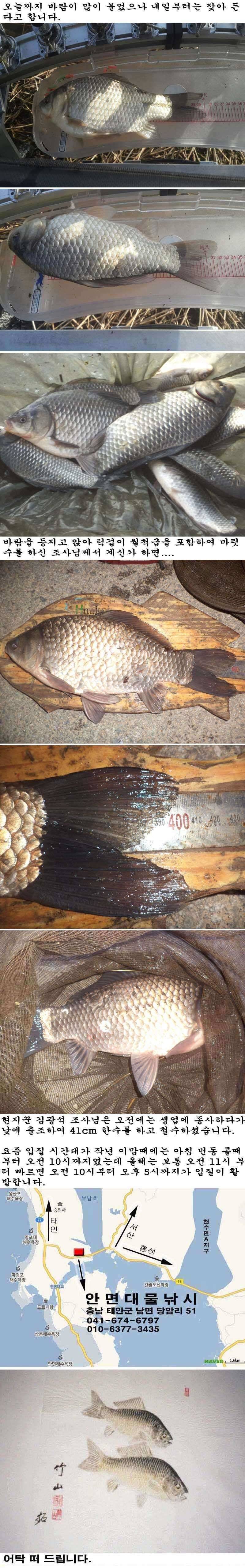 310 부남호 꽃샘 추위 속에 핀 41cm 붕어 조황 (조황조행기 - 특파원조황)