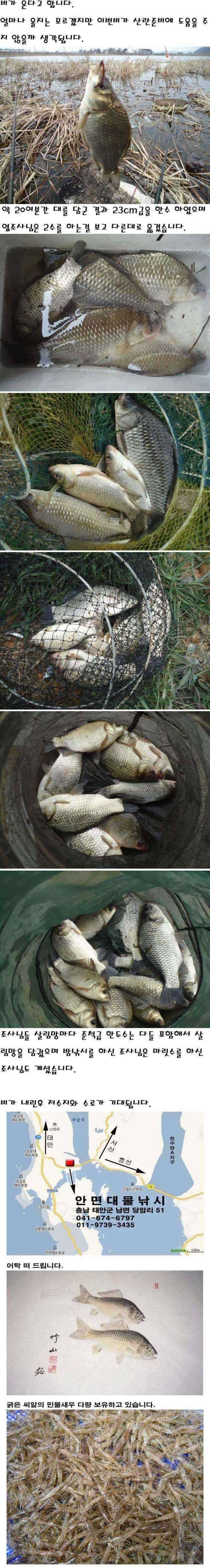 322 안면도권 저수지 및 수로 조황 안내 (조황조행기 - 특파원조황)
