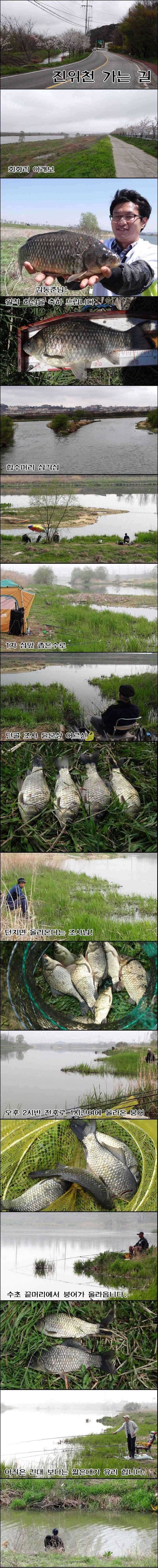 회화리보부분적인 산란과 준월척 (조황조행기 - 특파원조황)