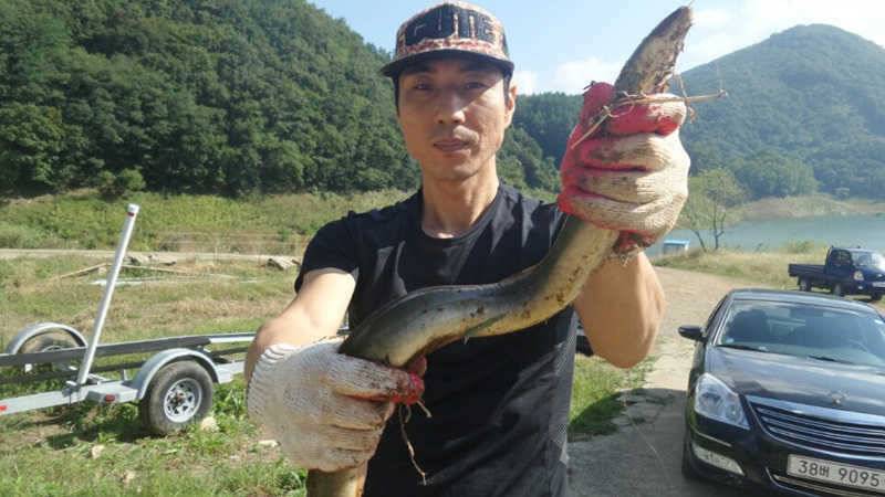 목벌낚시터 장어조황 소식입니다 (조황조행기 - 특파원조황)