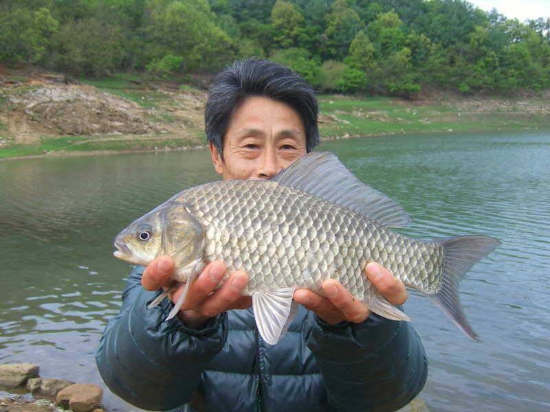 충주호 39cm급 대물붕어소식 (조황조행기 - 특파원조황)