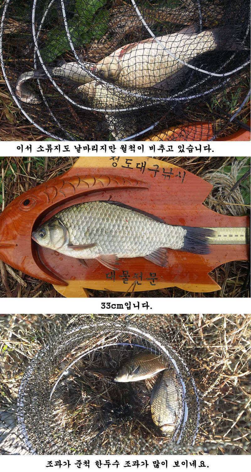 청도권 지난주 조황입니다 (조황조행기 - 특파원조황)