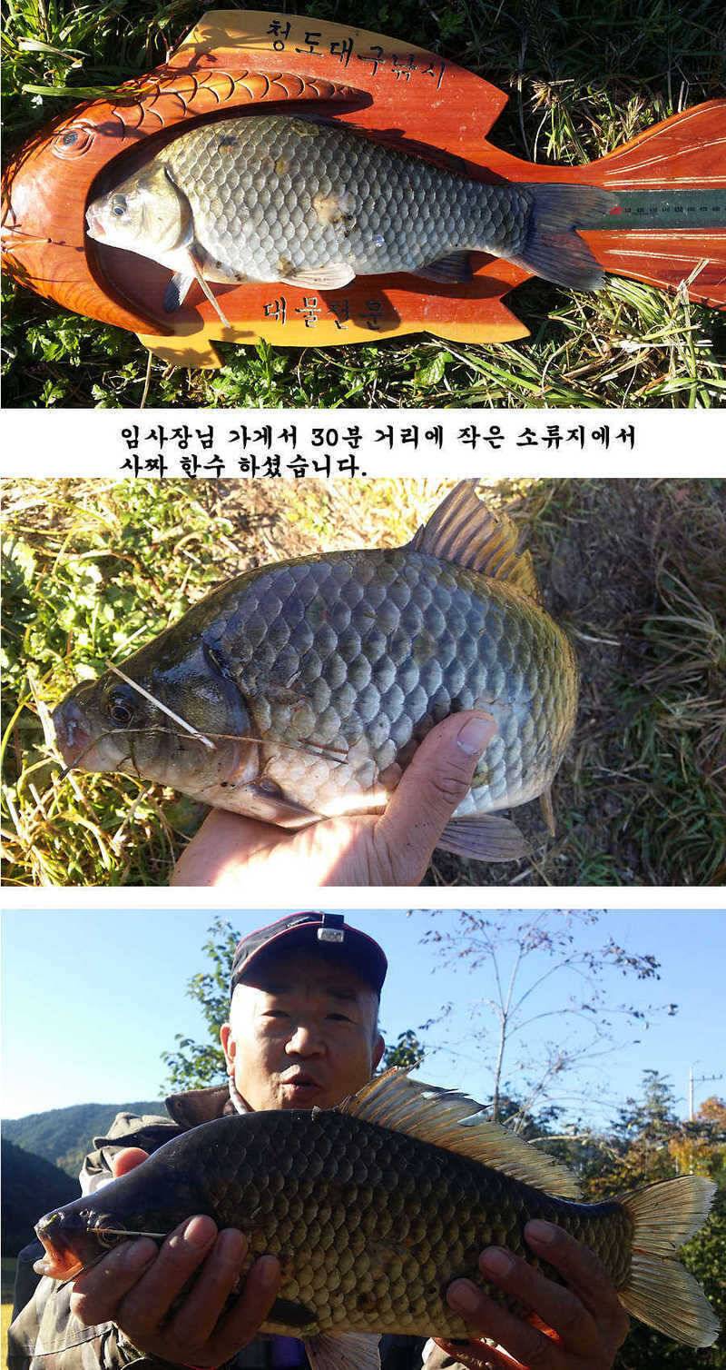 청도권 지난주 조황입니다 (조황조행기 - 특파원조황)