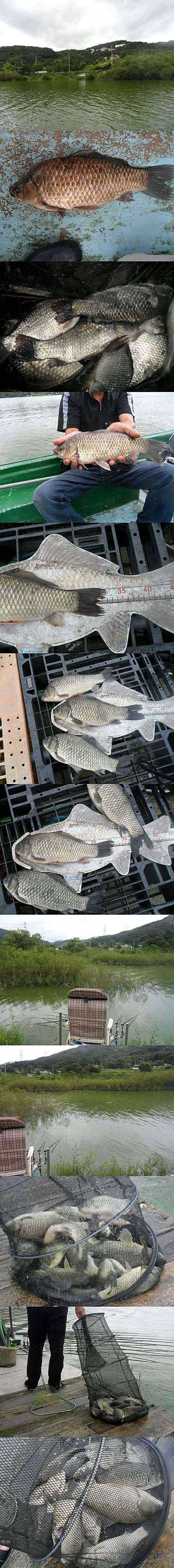 덕산지 매우 꾸준한 조황 (조황조행기 - 특파원조황)