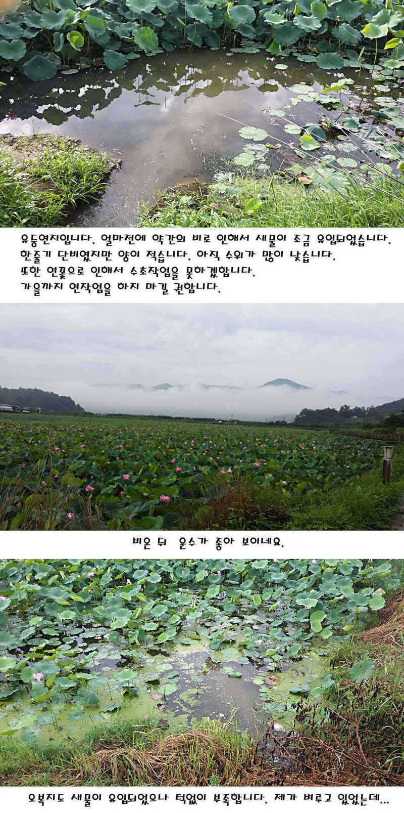 청도권 지난주 이번주 조황 (조황조행기 - 특파원조황)