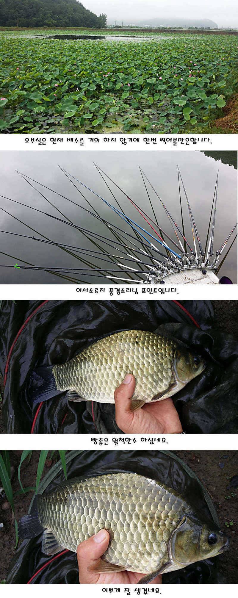 청도권 지난주 이번주 조황 (조황조행기 - 특파원조황)