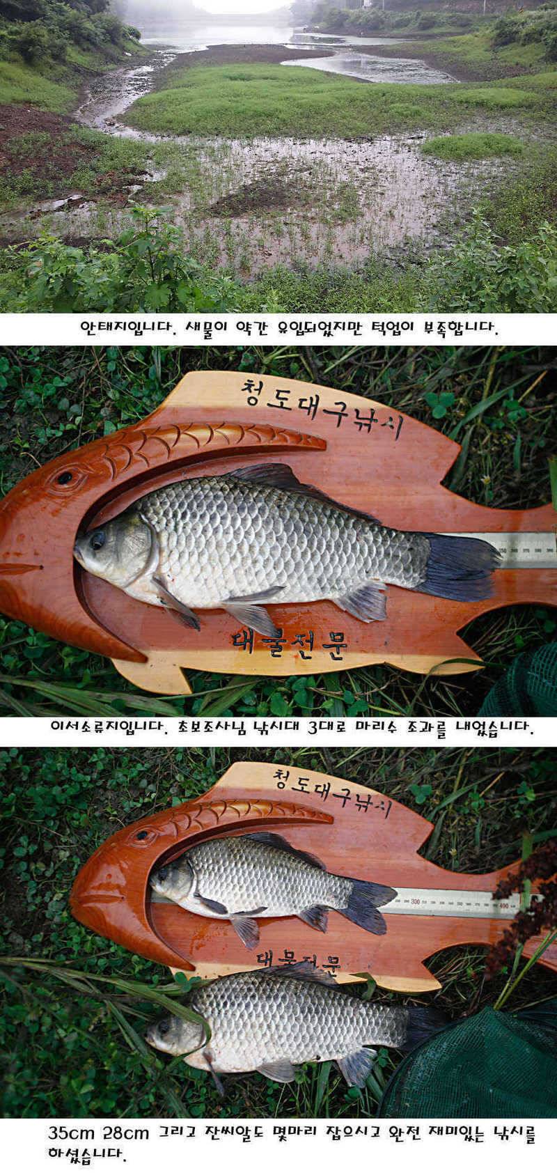 청도권 지난주 이번주 조황 (조황조행기 - 특파원조황)