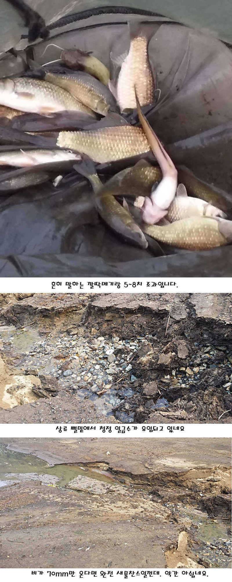 청도권 지난주 이번주 조황 (조황조행기 - 특파원조황)