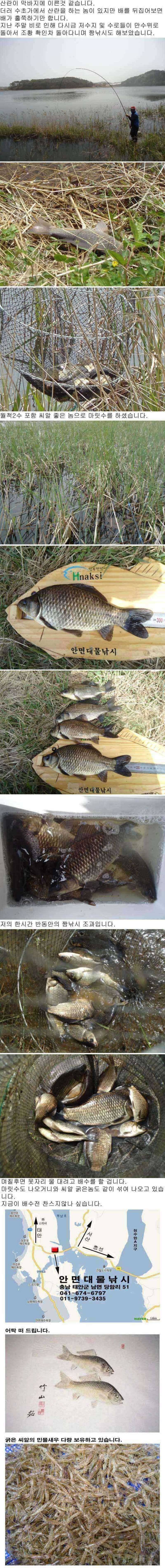 안면도권 저수지 및 수로 주중 조황 안내 (조황조행기 - 특파원조황)