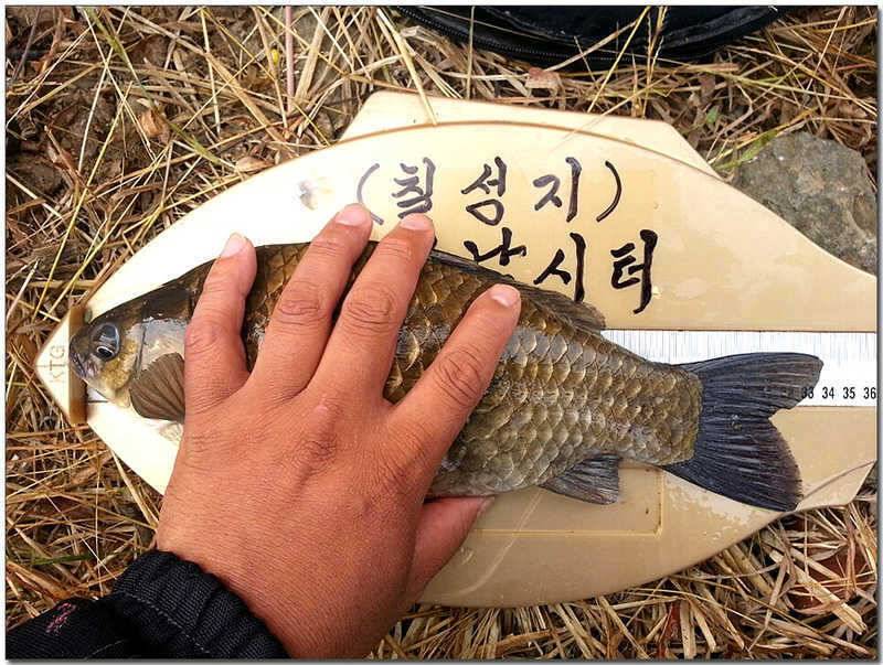 칠성지 사짜 대물 (조황조행기 - 특파원조황)