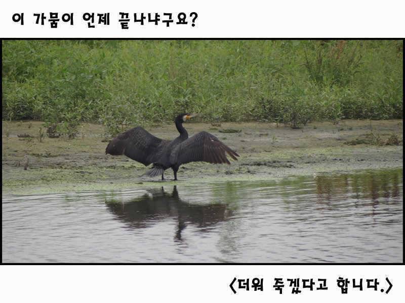가뭄 속에서도 붕어는 계속 (조황조행기 - 특파원조황)