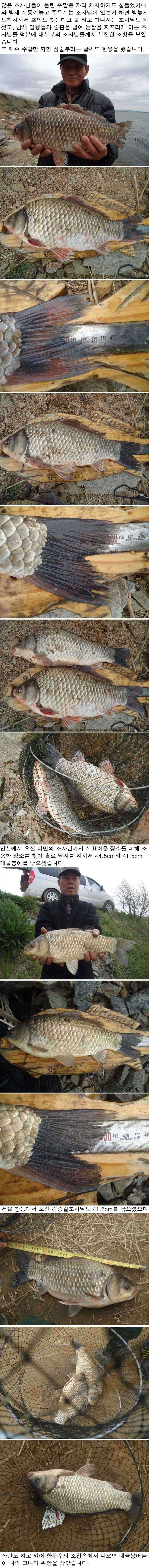 428 부남호 445cm 415cm 대물붕어 (조황조행기 - 특파원조황)