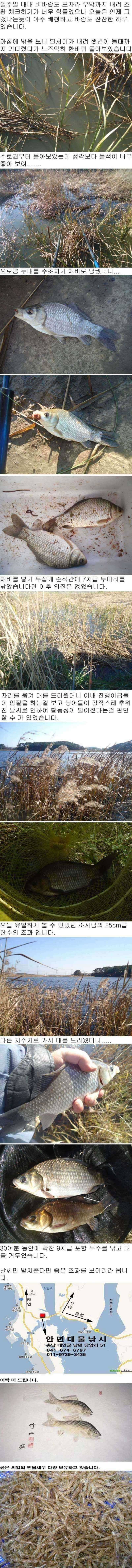 1115 안면도권 저수지 및 수로 주중 조황 (조황조행기 - 특파원조황)
