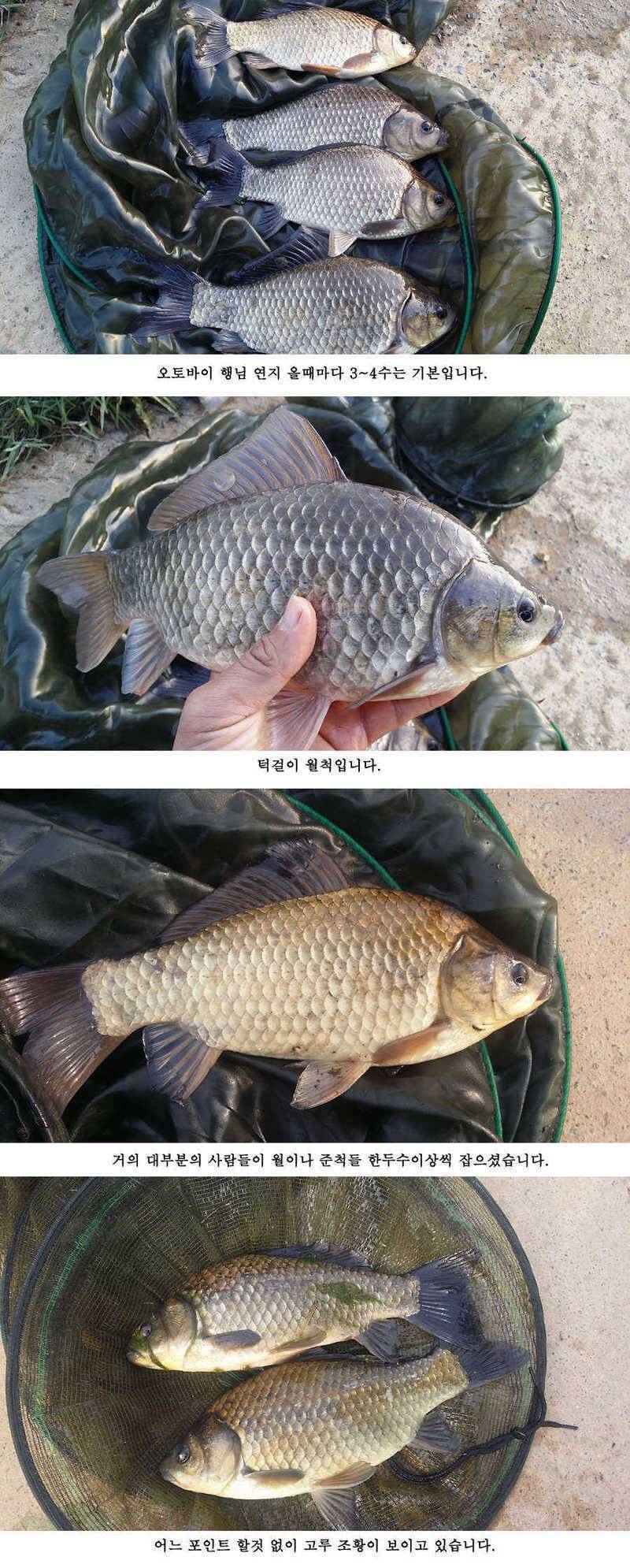 청도권 빵빵 터집니다 (조황조행기 - 특파원조황)