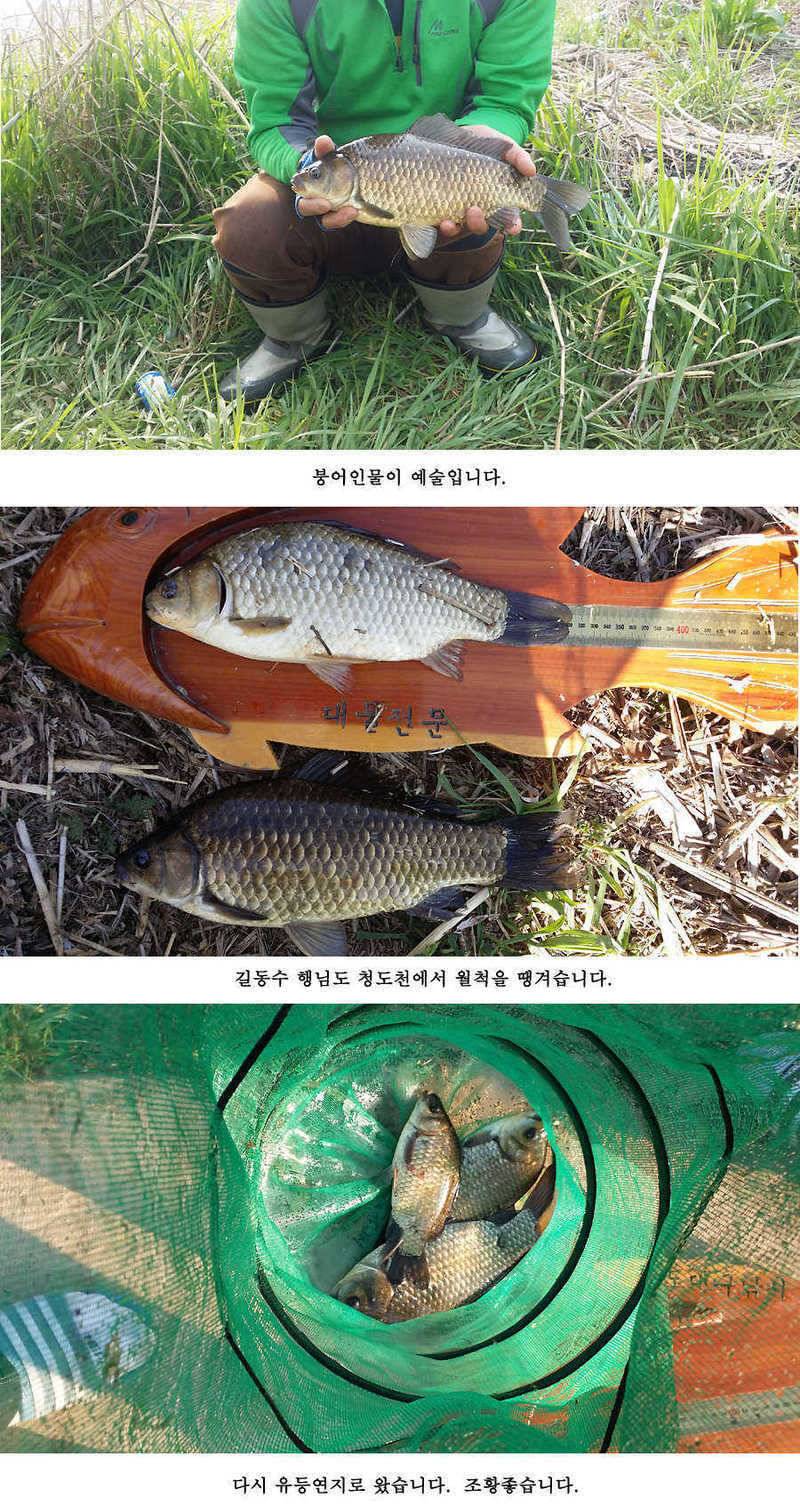 청도권 빵빵 터집니다 (조황조행기 - 특파원조황)